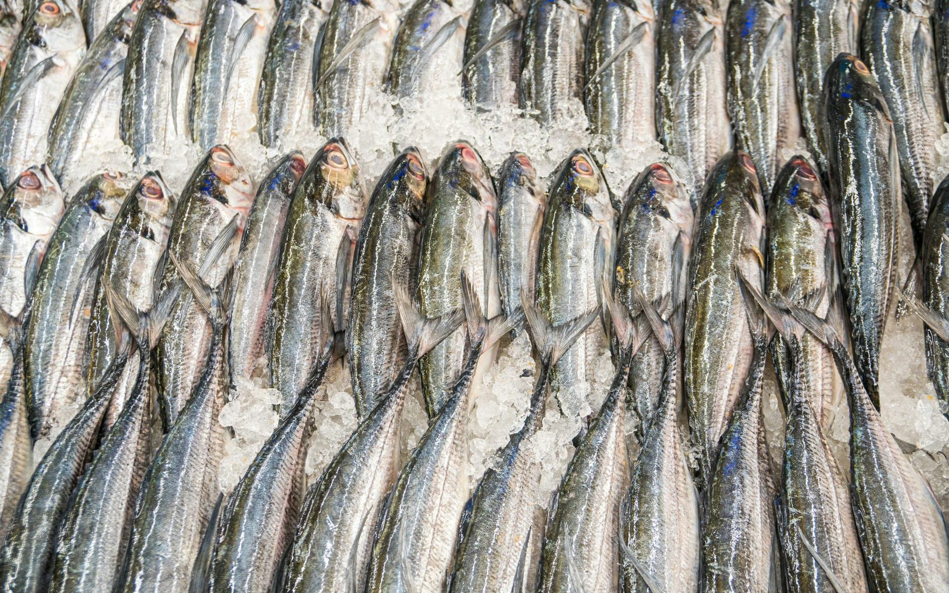 gray fish on white textile